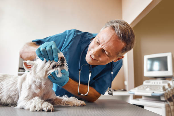 Best Emergency Dentist for Special Needs Patients in Lake Winnebago, MO